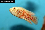 astronotus ocellatus albino astronotus ocellatus albino