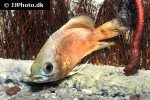 astronotus ocellatus red astronotus ocellatus red