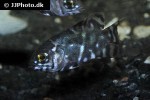 astronotus species cano bocon astronotus species cano bocon
