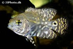 astronotus species rio putumayo astronotus species rio putumayo