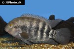 australoheros facetus australoheros facetus