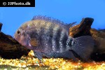 australoheros facetus australoheros facetus