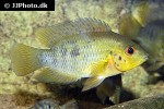 australoheros scitulus australoheros scitulus