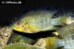 australoheros scitulus australoheros scitulus