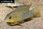 australoheros scitulus australoheros scitulus