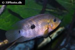 australoheros scitulus australoheros scitulus
