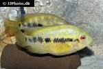 australoheros species las pavas australoheros species las pavas