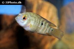 australoheros species red ceibal australoheros species red ceibal