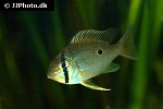 biotodoma cupido biotodoma cupido