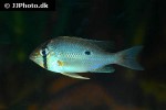 biotodoma cupido biotodoma cupido