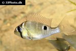 biotodoma cupido biotodoma cupido