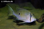 biotodoma wavrini biotodoma wavrini