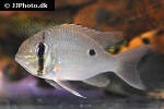 biotodoma wavrini biotodoma wavrini