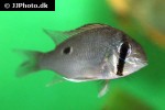 biotodoma wavrini biotodoma wavrini