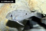 biotodoma wavrini biotodoma wavrini