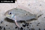 biotodoma wavrini biotodoma wavrini