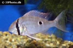 biotodoma wavrini biotodoma wavrini