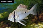 biotodoma wavrini biotodoma wavrini