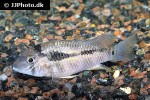 bujurquina robusta bujurquina robusta