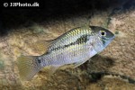 bujurquina robusta bujurquina robusta