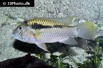 bujurquina robusta bujurquina robusta