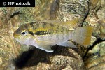 bujurquina vittata bujurquina vittata