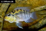 bujurquina vittata bujurquina vittata