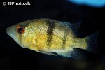 caquetaia myersi caquetaia myersi