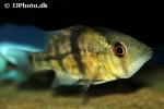 caquetaia myersi caquetaia myersi