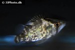 caquetaia myersi caquetaia myersi