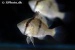 caquetaia myersi caquetaia myersi