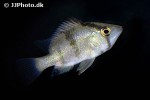 caquetaia myersi caquetaia myersi