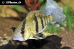caquetaia myersi caquetaia myersi
