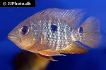 caquetaia spectabilis caquetaia spectabilis