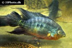 caquetaia spectabilis caquetaia spectabilis