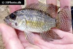chaetobranchus flavescens chaetobranchus flavescens