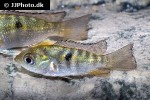 chaetobranchus flavescens chaetobranchus flavescens