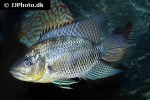 chaetobranchus flavescens chaetobranchus flavescens