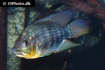 chaetobranchus flavescens chaetobranchus flavescens
