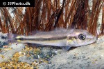 cichla intermedia