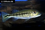 cichla intermedia