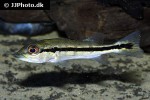 cichla intermedia