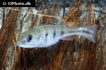 cichla kelberi