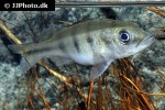 cichla kelberi