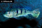 cichla kelberi