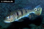 cichla kelberi