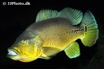 cichla melaniae