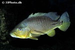 cichla melaniae