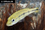 cichla melaniae