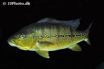 cichla melaniae